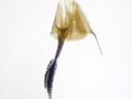 Coleophora tamesis